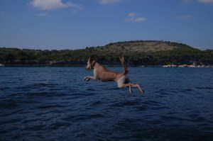 Hazel Flying off the Swim Dock