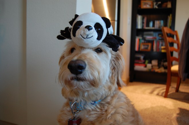 Stinky Panda on Hazel's Head
